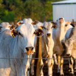 Governo de Minas abre cadastro de municípios ao Sistema Miguilim Educação para registro da triagem nas escolas