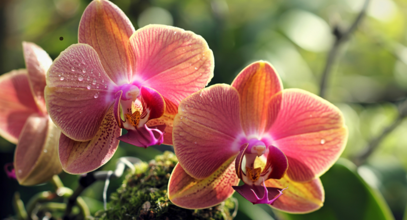 Cambuí recebe feira de orquídeas neste sábado