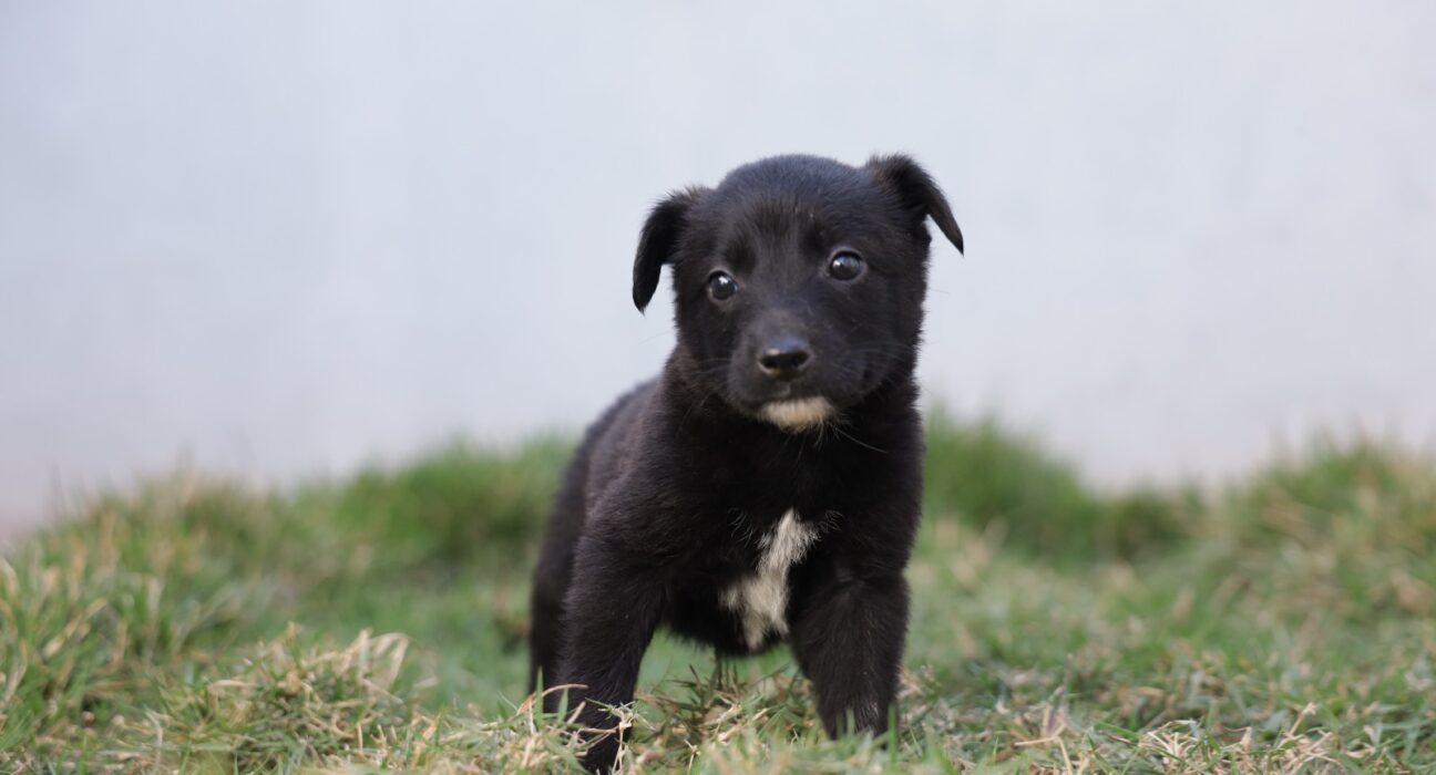 cães receberão vacina V10 pela prefeitura de Pouso Alegre