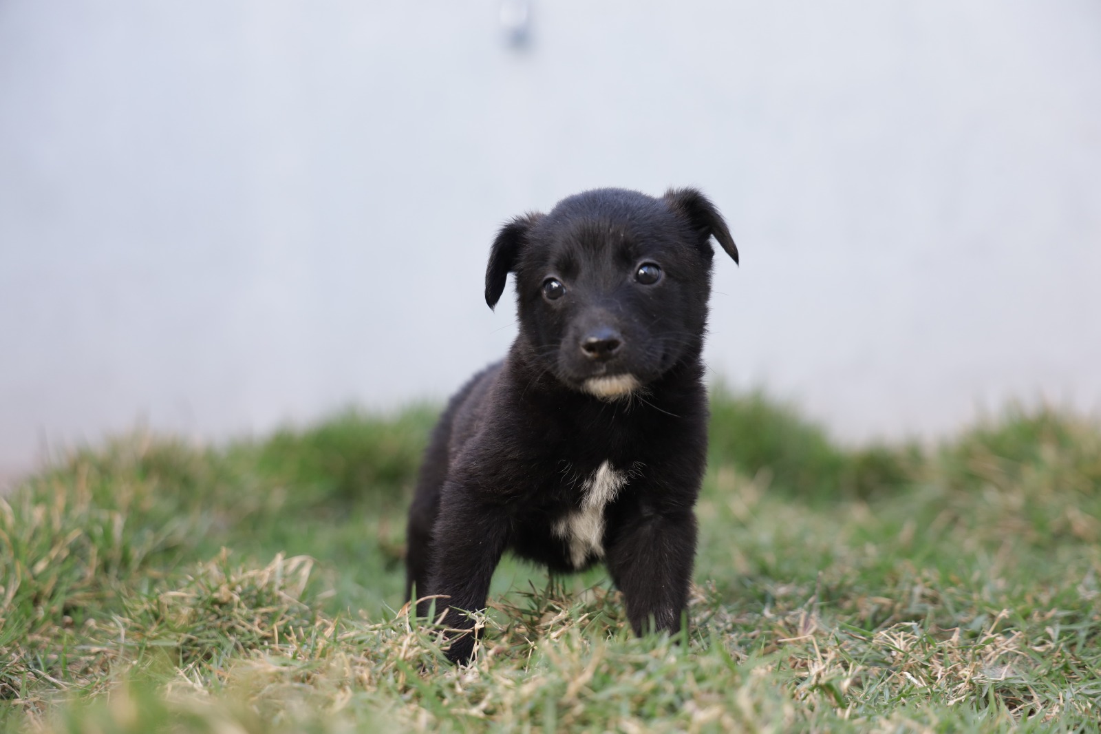 cães receberão vacina V10 pela prefeitura de Pouso Alegre